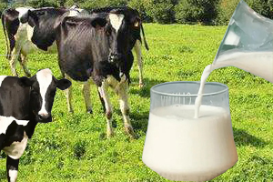 合肥定奶平台